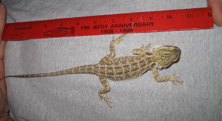 baby beardie