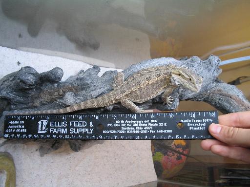 Big girl
