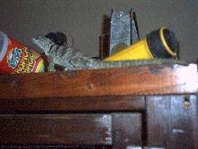 spike hanging around