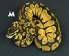 merlin3