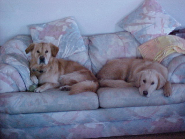 Couch Potatos