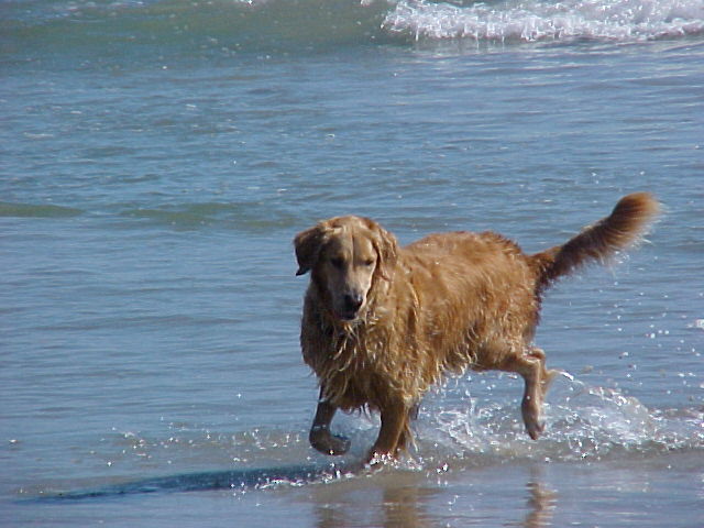 Barney fishing 10-19-02