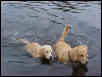 Barney teaching Sailor