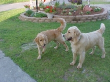 Sailor & Paris 6-15-03