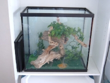 Crested gecko viv