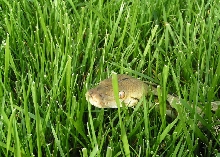snake in the grass