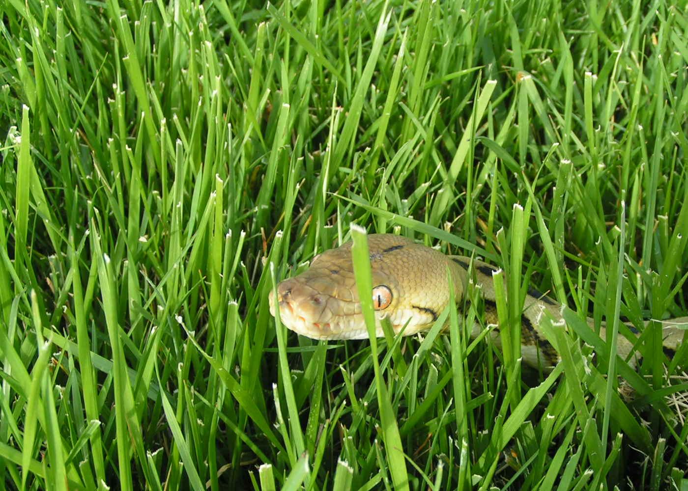 snake in the grass