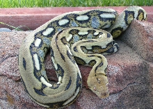 retic