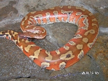 Female blood