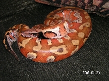 Big girl