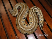 male Blood