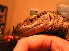 black throat