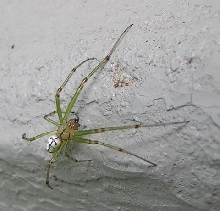 Green Spider in Nashville Garden