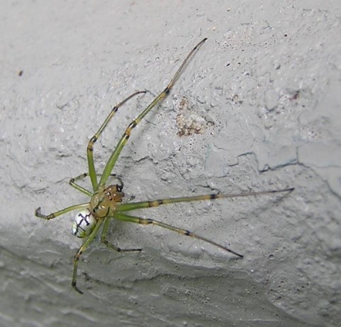 Green Spider in Nashville Garden