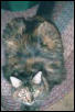 KATRINA THE TORTOISESHELL