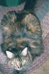 KATRINA THE TORTOISESHELL