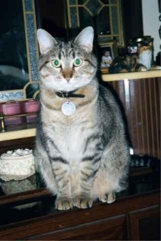 KatyKatt!