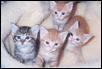 Baby KatyKatt and siblings