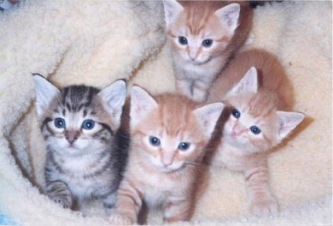 Baby KatyKatt and siblings