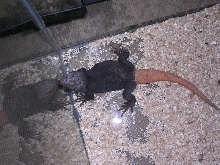 male carrot tail 2002
