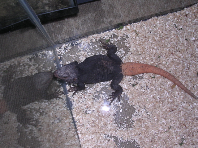 male carrot tail 2002