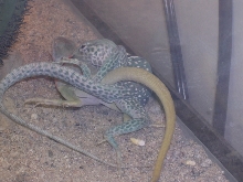 dickersonae collareds breeding