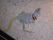 gravid female dickersonae collared lizard
