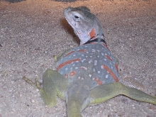 gravid female dickersonae collared lizard