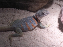 gravid female dickersonae collared lizard