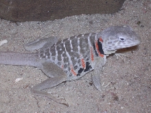 gravid female baja collared lizard