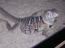gravid female baja collared lizard