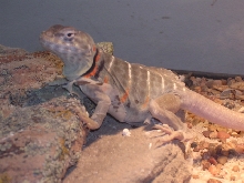 gravid female baja collared lizard