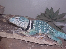 male dickerson collared