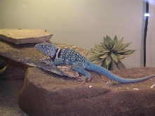 male dickerson collared