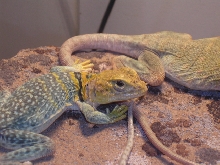 female yellow head collared