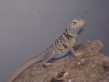 female baja collared coming into her breeding colors