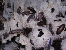 lobster roaches