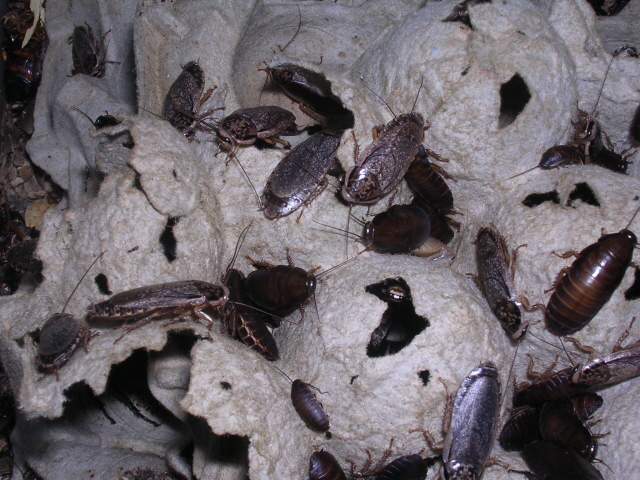 lobster roaches