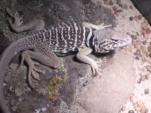 male baja collared lizard (vestigium)