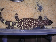 yearling rio fuerte beaded lizard