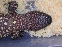closer head shot of the beaded