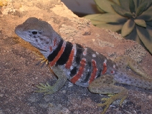 another gravid female dickersonae