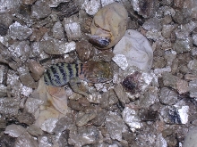 05 yellow heads hatching