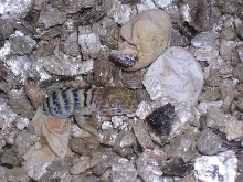 yellow headed collareds pic 2