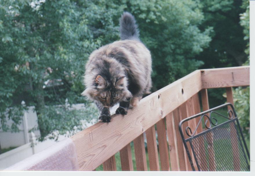 katrina on rail jun2005