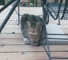 KatyKatt sunning on deck Jun2005