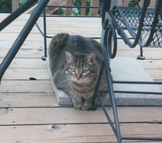 KatyKatt sunning on deck Jun2005