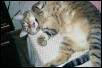 KatyKatt centerfold
