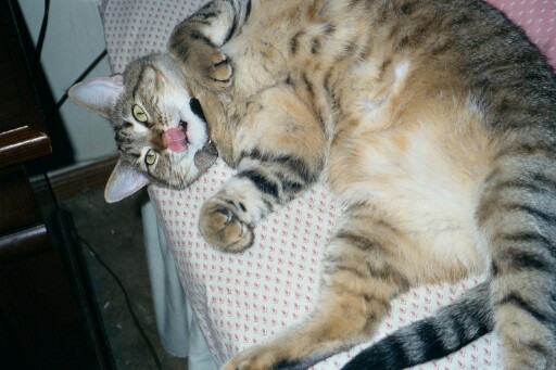 KatyKatt centerfold
