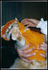 Orange Attack Cat